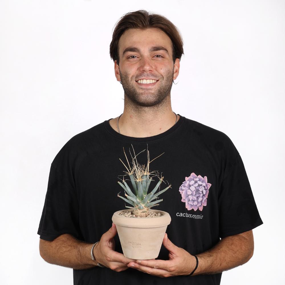Leuchtenbergia principis Ø 14 - immagine 5
