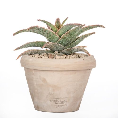 Aloe 'Pink Blush' Ø 14