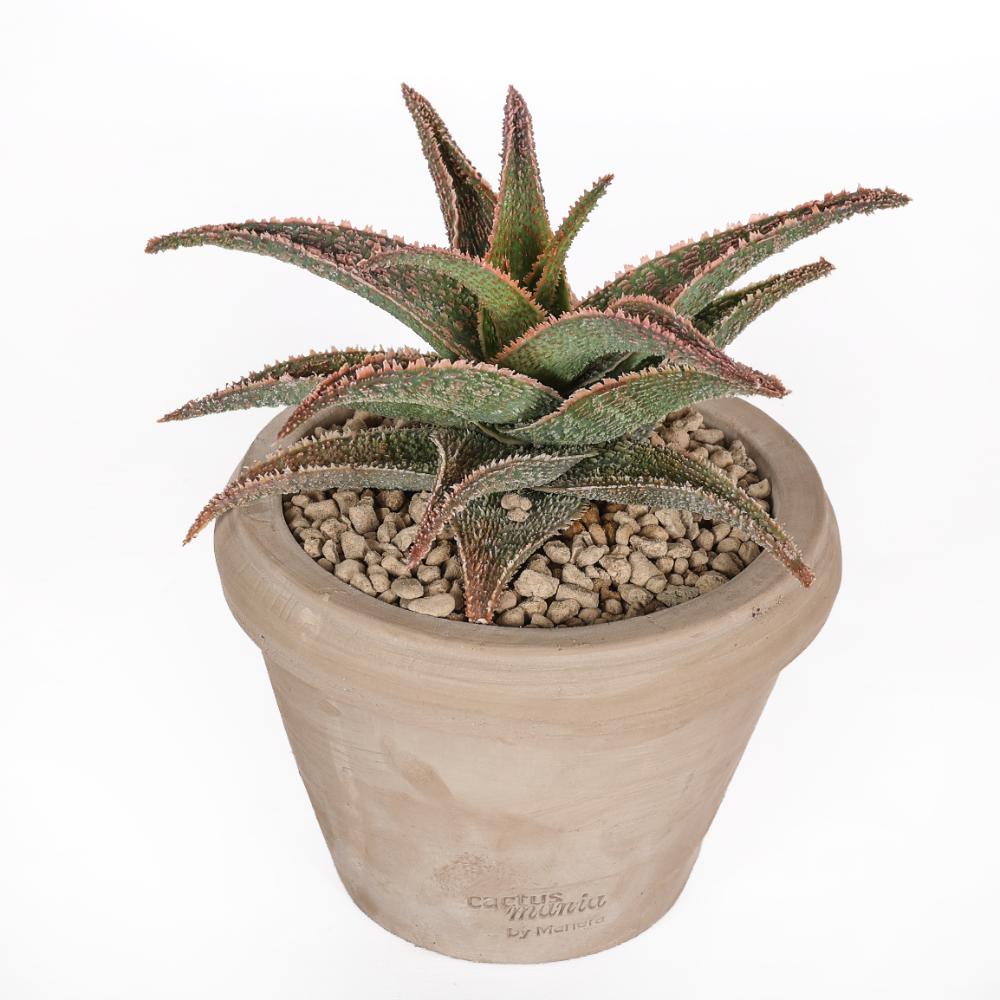 Aloe 'Pink Blush' Ø 14 - immagine 2