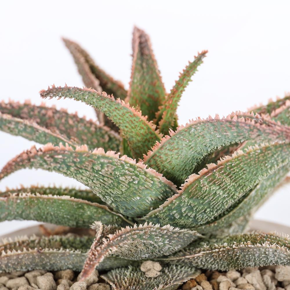 Aloe 'Pink Blush' Ø 14 - immagine 3