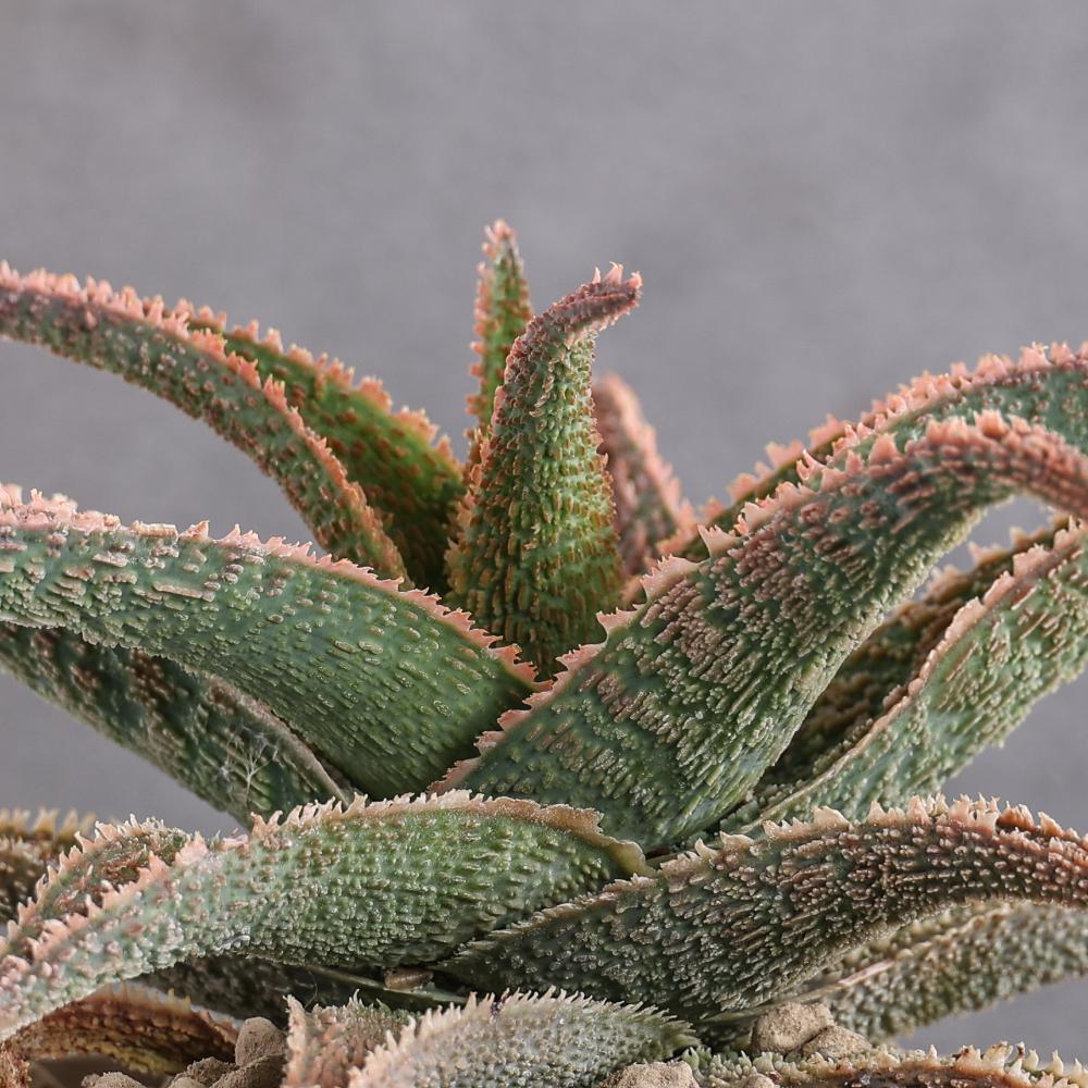 Aloe 'Pink Blush' Ø 14 - immagine 4