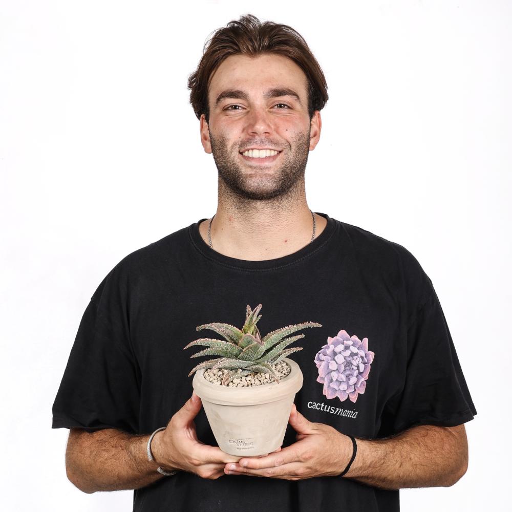 Aloe 'Pink Blush' Ø 14 - immagine 5