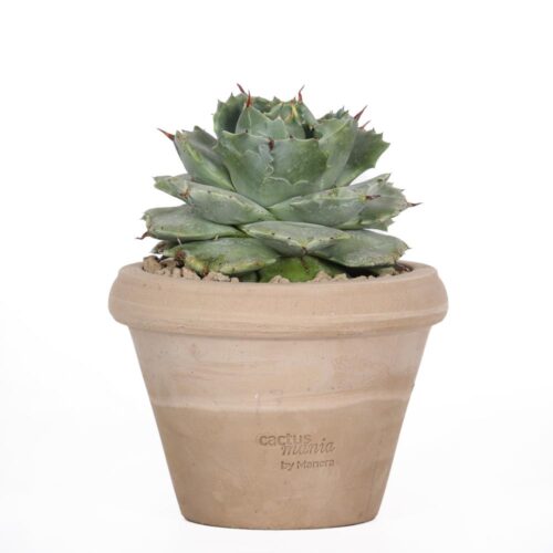 Agave potatorum Ø 14