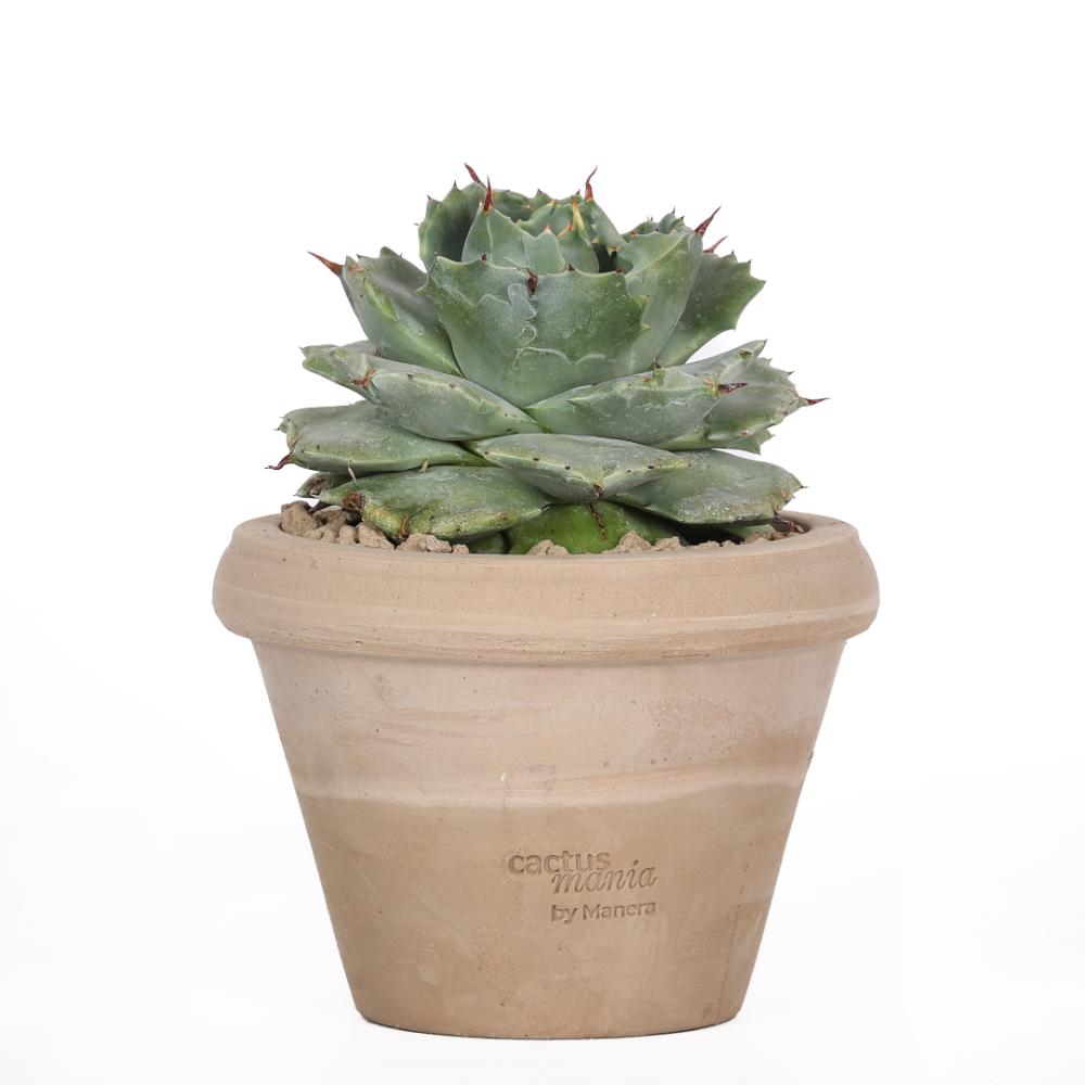 Agave potatorum Ø 14