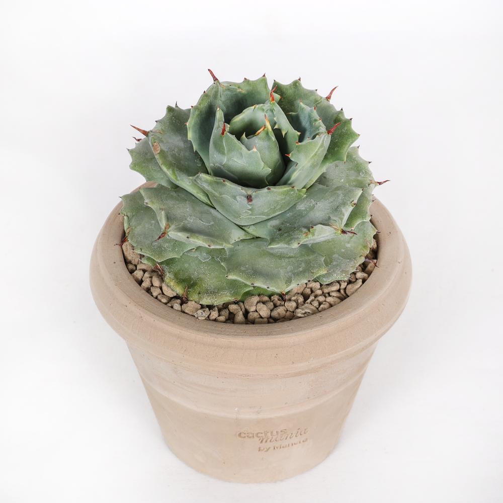 Agave potatorum Ø 14