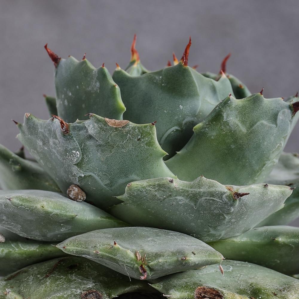 Agave potatorum Ø 14