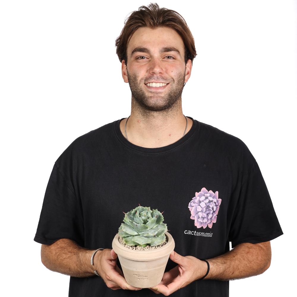Agave potatorum Ø 14