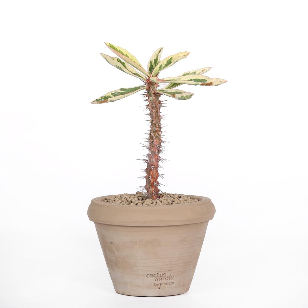 Euphorbia milii f. variegata Ø 14