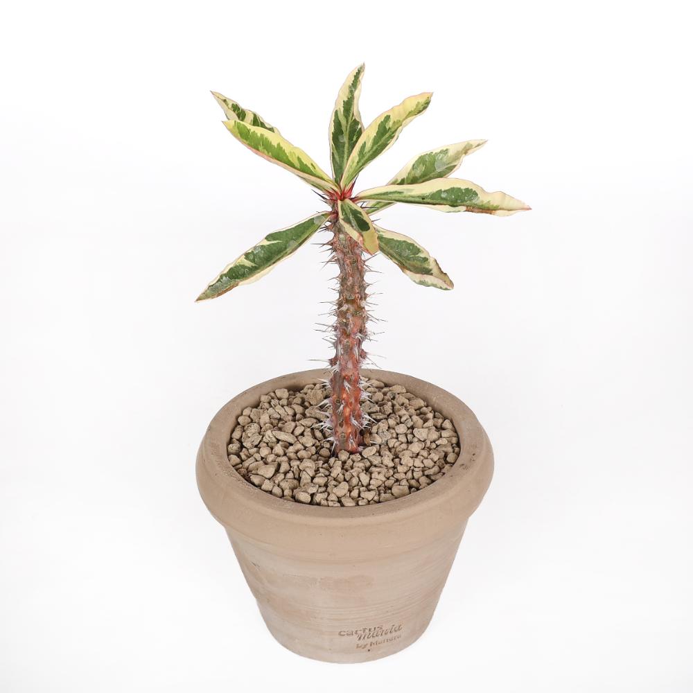 Euphorbia milii f. variegata Ø 14