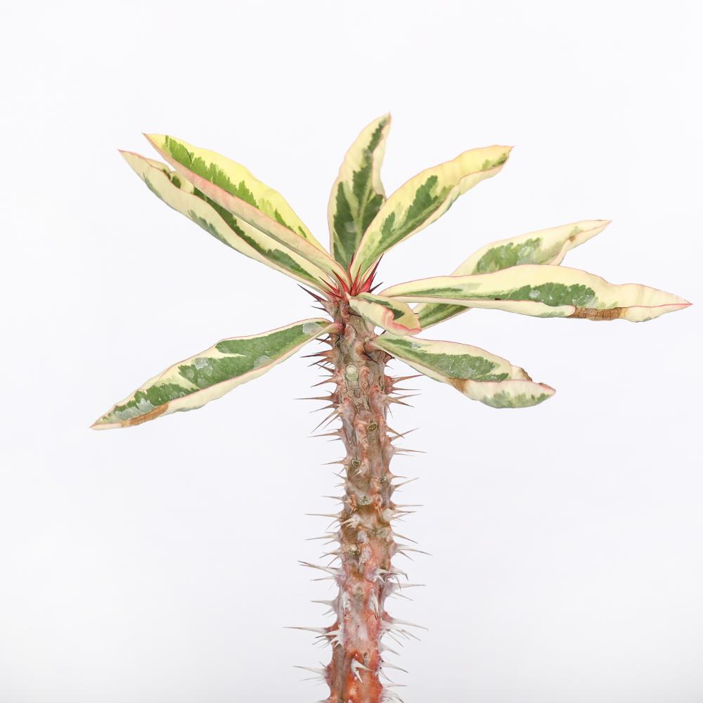 Euphorbia milii f. variegata Ø 14