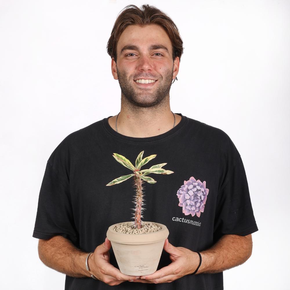 Euphorbia milii f. variegata Ø 14