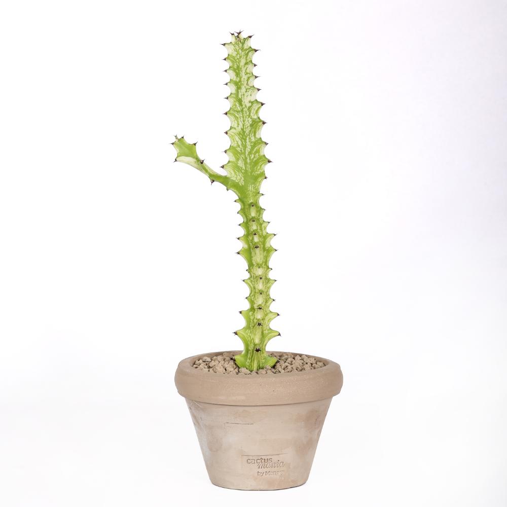 Euphorbia trigona ‘Mint cream’ Ø 14