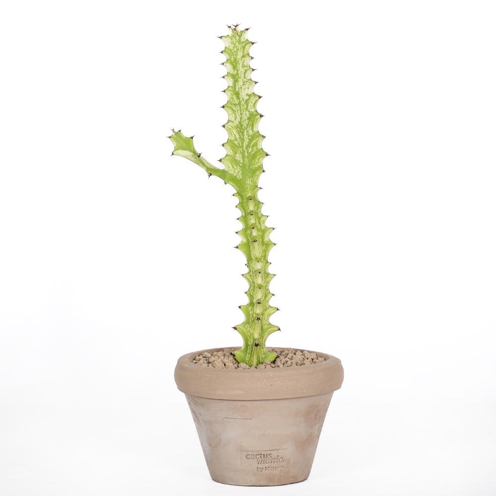Euphorbia trigona ‘Mint cream’ Ø 14
