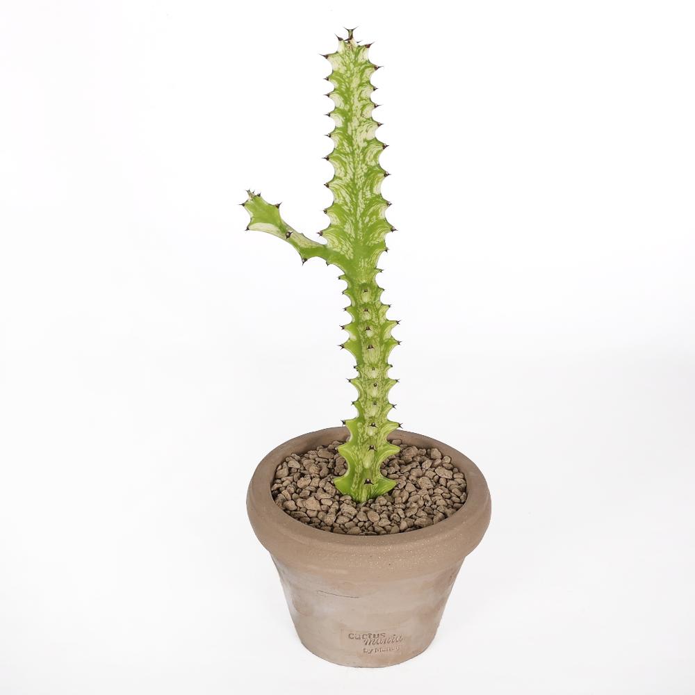 Euphorbia trigona ‘Mint cream’ Ø 14