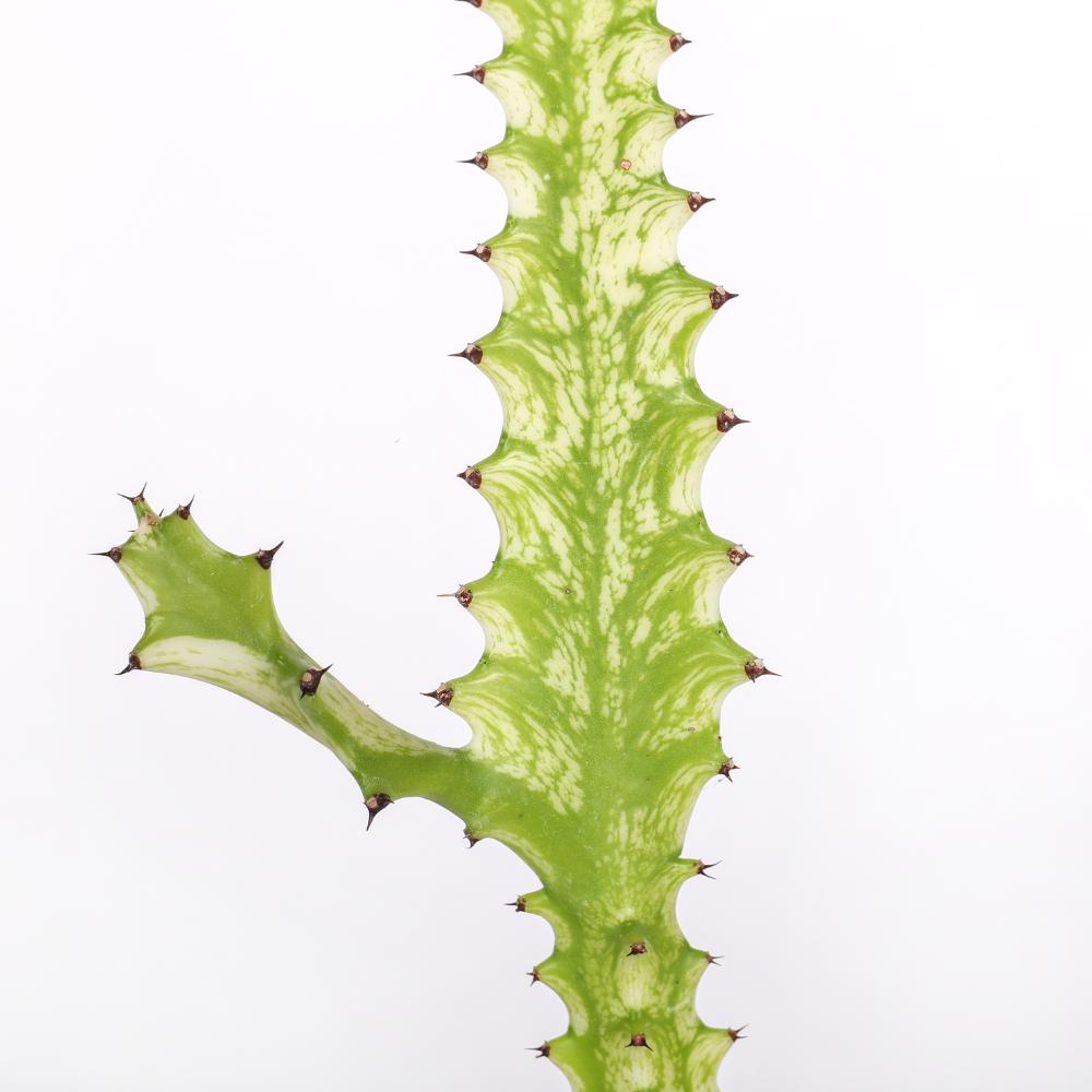 Euphorbia trigona ‘Mint cream’ Ø 14