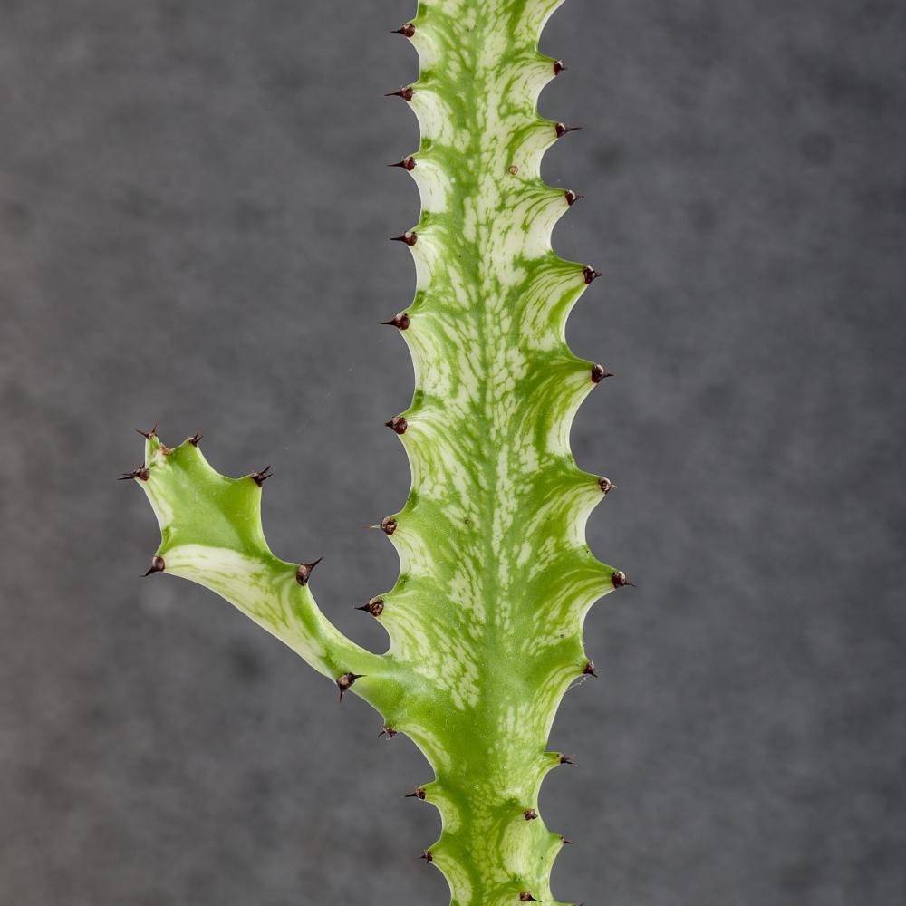 Euphorbia trigona ‘Mint cream’ Ø 14
