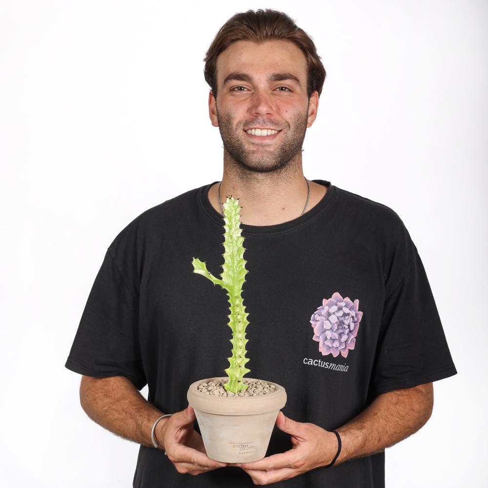 Euphorbia trigona ‘Mint cream’ Ø 14