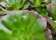 Senza spine Aeonium velour Senza spine Aeonium velour
